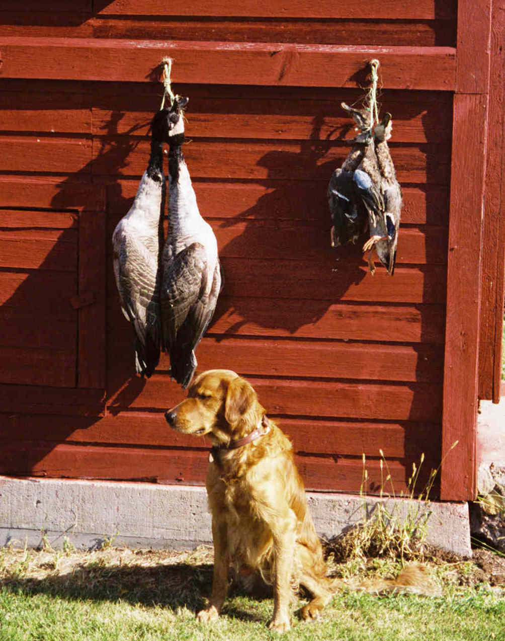 CADDHIS AND duck_geese.jpg (133817 bytes)