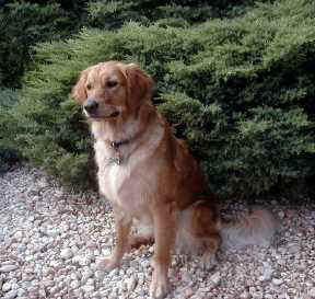 Sparky July 2003 rs.jpg (35099 bytes)